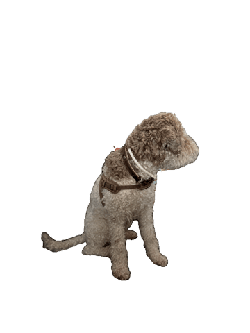 Lagotto Schulhund Sticker by Lernfitness