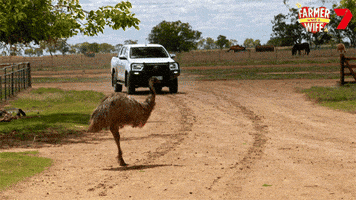 Farm Animals Emu GIF by Channel 7