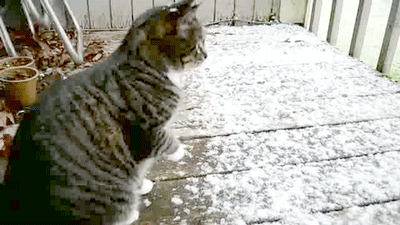 Cat Winter GIF - Find & Share on GIPHY