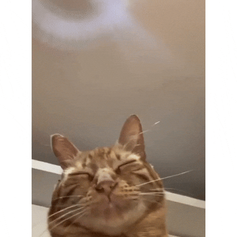 Cat GIF