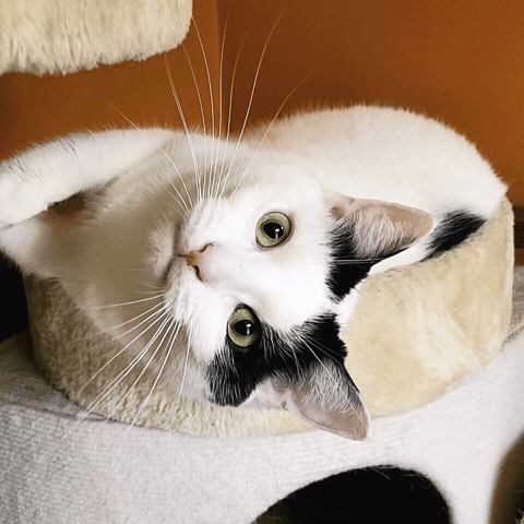 Cat GIF