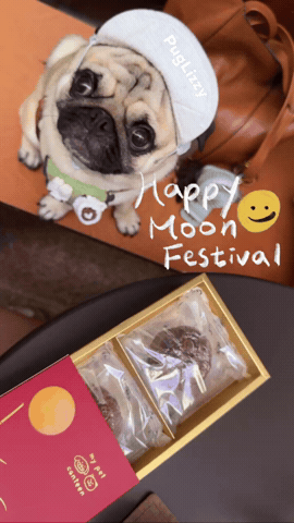 Pug Cute Puppy GIF