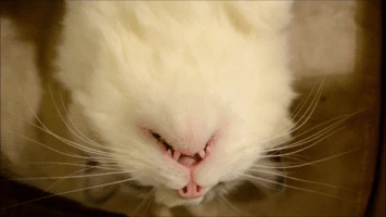 cat mouth sleeps GIF