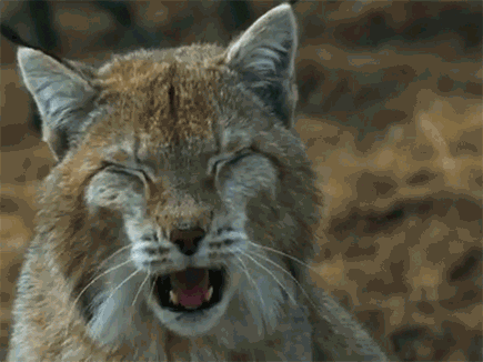 Lynx meme gif