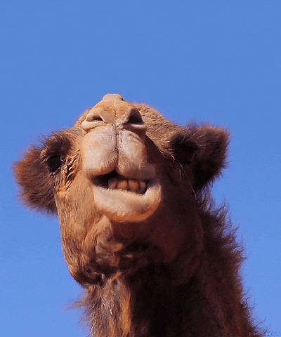 Camels meme gif