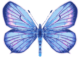 Illustration Butterfly Sticker