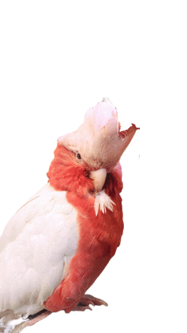 Iphone Sticker by Alessandra Stablum's Touch