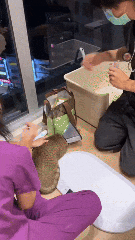 台北貓旅館 GIF by Choc Ye