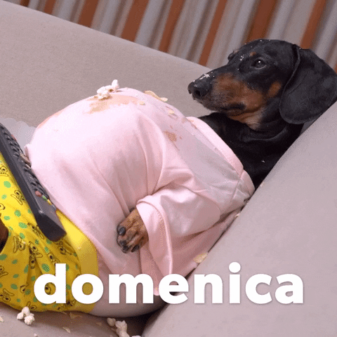 Italian Dog GIF by Sealed With A GIF