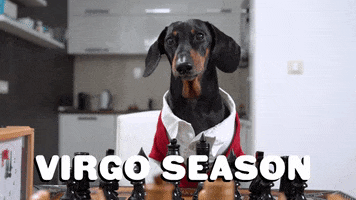 Dog Astrology GIF by Sealed With A GIF