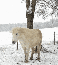 Gif Pferd