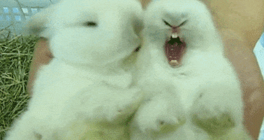 Animal gif. We see two white baby rabbits, so small they are held in someone's hands. The one on the left licks the one on the right, who holds its mouth wide open the entire time and looks like it is either yawning or screaming.