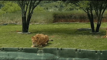 animaux GIF by BFMTV