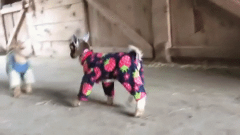 New trending GIF tagged goat pajamas goats in… | Trending Gifs