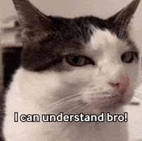 Cat Meme GIF