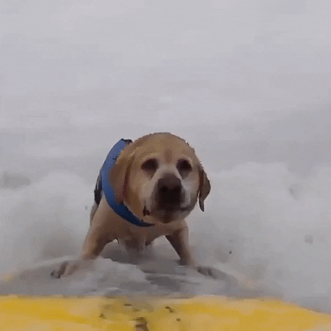 Dogs Surfing GIF by Storyful