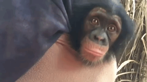 Baby Monkeys Hug Meme GIF