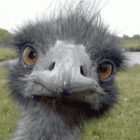Laughing Ostrich GIFs - Find & Share on GIPHY