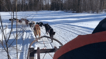 Dogsled Drifting GIF