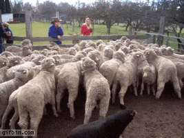 sheep walks GIF