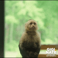 Capuchin Monkey GIFs - Find & Share on GIPHY