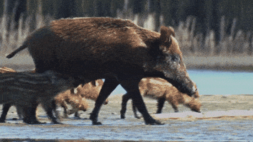 boar scrofa GIF