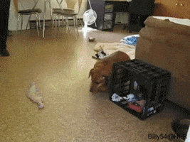 Video gif. An extremely overweight wiener dog plods outside from inside his house, stopping at the door jam to rest and pant, his tail wagging.