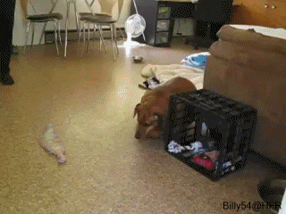 giphy.gif?cid=ecf05e4735c9ad6738dccccd6e