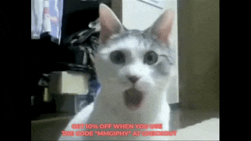 Cat Wow GIF by mammamiacovers