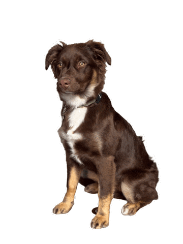 Dog Sticker by JusComte.de