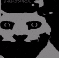 Cat Horror GIF
