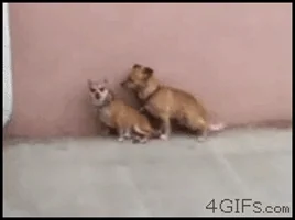 fail doggy style GIF
