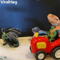 Car Lizard GIF by ViralHog