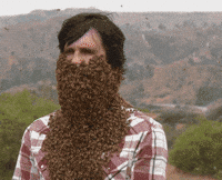 Sting Like A Bee Gifs Get The Best Gif On Giphy
