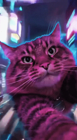 Cat Meme GIF