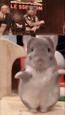 Chinchilla Sue GIF