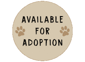 Cat Dog Sticker by New Collar Collective