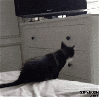 Cat Fail GIF