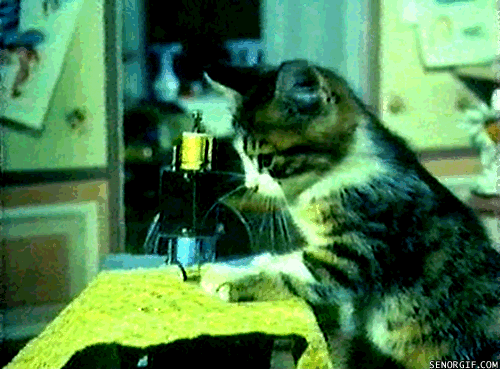 Kitten Crafts GIF