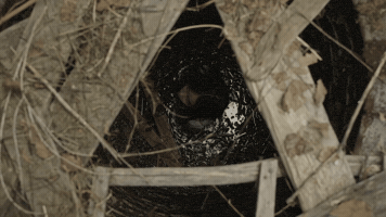 Child GIF by Show TV