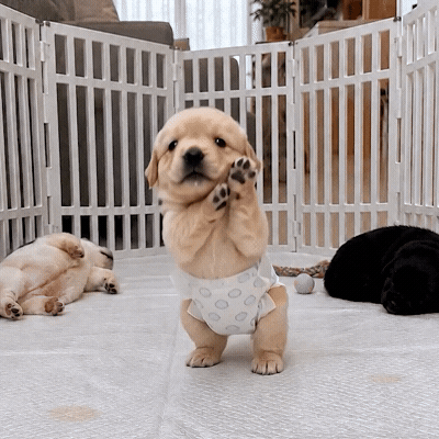 Golden Retriever Dance GIF