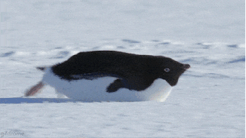 Wildlife gif. Penguin sliding forward on flat ground on its stomach.