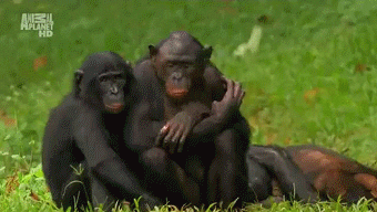 monkey mating GIF