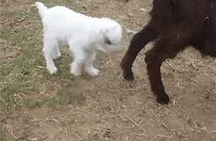 Fainting Goats GIFs - Find & Share on GIPHY