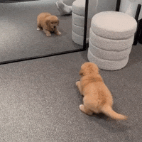 Mirror Dog GIFs