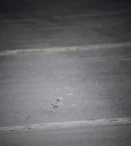 Bird GIF