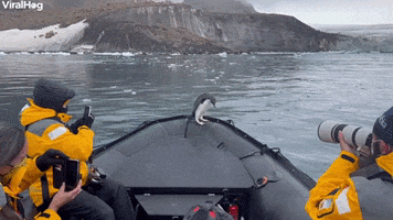 Penguin Takes A Ride On An Antarctic Taxi GIF by ViralHog