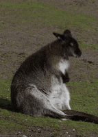 kangaroo dancing GIF