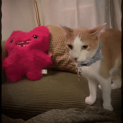 Cat Pink GIF