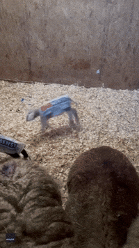 Adorable Lambs in Waterproof Coats Jump About Barn